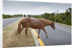 Wild horse crossing road by Anonymous