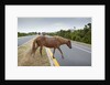 Wild horse crossing road by Anonymous