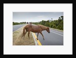Wild horse crossing road by Anonymous