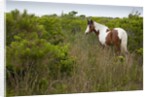 Wild horse eating grass by Anonymous
