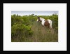 Wild horse eating grass by Anonymous