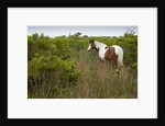 Wild horse eating grass by Anonymous