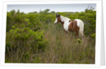 Wild horse eating grass by Anonymous