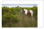 Wild horse eating grass by Anonymous