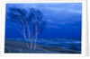 Birch trees along Lake Michigan at dusk by Anonymous