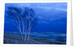 Birch trees along Lake Michigan at dusk by Anonymous