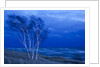 Birch trees along Lake Michigan at dusk by Anonymous