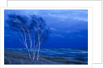 Birch trees along Lake Michigan at dusk by Anonymous
