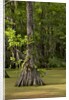 Merchants Millpond State Park, North Carolina by Anonymous