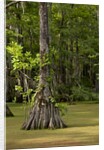 Merchants Millpond State Park, North Carolina by Anonymous