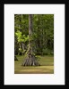Merchants Millpond State Park, North Carolina by Anonymous