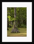 Merchants Millpond State Park, North Carolina by Anonymous