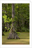 Merchants Millpond State Park, North Carolina by Anonymous