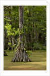 Merchants Millpond State Park, North Carolina by Anonymous