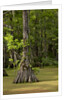 Merchants Millpond State Park, North Carolina by Anonymous