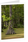 Merchants Millpond State Park, North Carolina by Anonymous