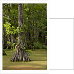 Merchants Millpond State Park, North Carolina by Anonymous