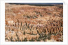 Bryce Canyon National Park by Anonymous