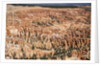 Bryce Canyon National Park by Anonymous