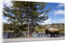 American bison walking along road in Yellowstone National Park by Anonymous