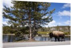 American bison walking along road in Yellowstone National Park by Anonymous