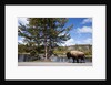 American bison walking along road in Yellowstone National Park by Anonymous
