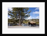 American bison walking along road in Yellowstone National Park by Anonymous