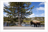 American bison walking along road in Yellowstone National Park by Anonymous