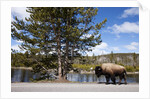 American bison walking along road in Yellowstone National Park by Anonymous