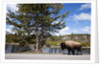 American bison walking along road in Yellowstone National Park by Anonymous