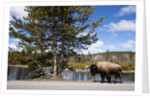 American bison walking along road in Yellowstone National Park by Anonymous