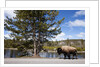 American bison walking along road in Yellowstone National Park by Anonymous