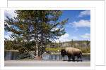 American bison walking along road in Yellowstone National Park by Anonymous