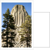 Devils Tower National Monument in Wyoming by Anonymous