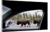 American Bison seen from car in Yellowstone National Park by Anonymous