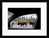 American Bison seen from car in Yellowstone National Park by Anonymous