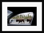 American Bison seen from car in Yellowstone National Park by Anonymous