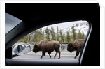 American Bison seen from car in Yellowstone National Park by Anonymous