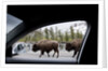American Bison seen from car in Yellowstone National Park by Anonymous