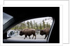 American Bison seen from car in Yellowstone National Park by Anonymous