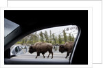 American Bison seen from car in Yellowstone National Park by Anonymous