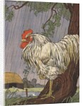 Unhappy rooster in rain by Anonymous