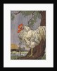 Unhappy rooster in rain by Anonymous