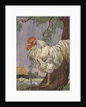 Unhappy rooster in rain by Anonymous