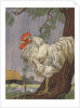 Unhappy rooster in rain by Anonymous