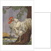 Unhappy rooster in rain by Anonymous