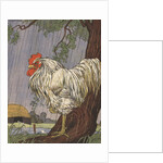 Unhappy rooster in rain by Anonymous