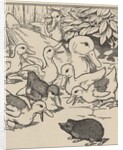 Hedgehog and ducklings by Anonymous