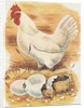 Chicken and hatching chicks by Anonymous