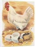 Chicken and hatching chicks by Anonymous